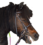 Badyhoeve is een terrein dat tot 3kinderen en hun pony's met de hond Djackson behoort.