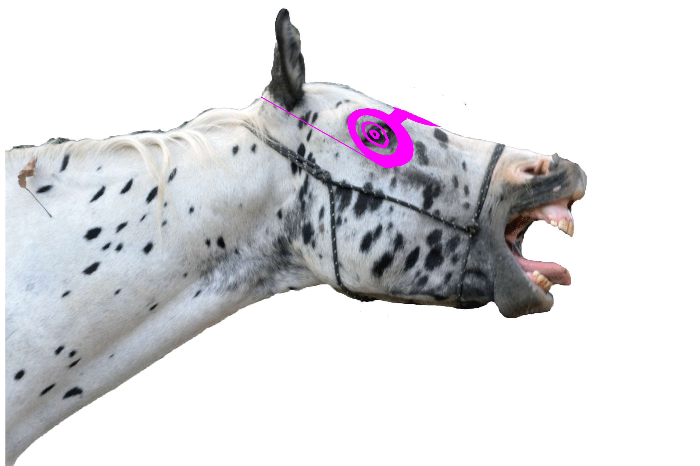 Badyhoeve is een terrein dat tot 3kinderen en hun pony's met de hond Djackson behoort.