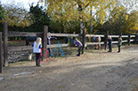 Badyhoeve is een terrein dat tot 3kinderen en hun pony's met de hond Djackson behoort.
