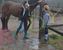 Badyhoeve is een terrein dat tot 3kinderen en hun pony's met de hond Djackson behoort.