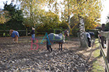 Badyhoeve is een terrein dat tot 3kinderen en hun pony's met de hond Djackson behoort.