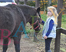 Badyhoeve is een terrein dat tot 3kinderen en hun pony's met de hond Djackson behoort.