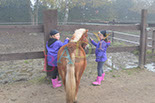 Badyhoeve is een terrein dat tot 3kinderen en hun pony's met de hond Djackson behoort.