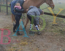 Badyhoeve is een terrein dat tot 3kinderen en hun pony's met de hond Djackson behoort.