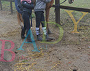 Badyhoeve is een terrein dat tot 3kinderen en hun pony's met de hond Djackson behoort.