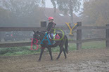 Badyhoeve is een terrein dat tot 3kinderen en hun pony's met de hond Djackson behoort.