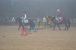 Badyhoeve is een terrein dat tot 3kinderen en hun pony's met de hond Djackson behoort.