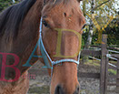 Badyhoeve is een terrein dat tot 3kinderen en hun pony's met de hond Djackson behoort.