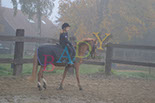 Badyhoeve is een terrein dat tot 3kinderen en hun pony's met de hond Djackson behoort.
