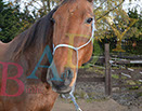 Badyhoeve is een terrein dat tot 3kinderen en hun pony's met de hond Djackson behoort.