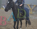 Badyhoeve is een terrein dat tot 3kinderen en hun pony's met de hond Djackson behoort.