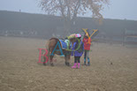Badyhoeve is een terrein dat tot 3kinderen en hun pony's met de hond Djackson behoort.