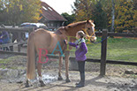 Badyhoeve is een terrein dat tot 3kinderen en hun pony's met de hond Djackson behoort.