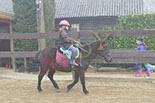 Badyhoeve is een terrein dat tot 3kinderen en hun pony's met de hond Djackson behoort.