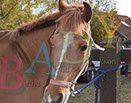 Badyhoeve is een terrein dat tot 3kinderen en hun pony's met de hond Djackson behoort.