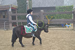 Badyhoeve is een terrein dat tot 3kinderen en hun pony's met de hond Djackson behoort.