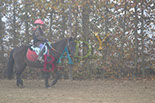 Badyhoeve is een terrein dat tot 3kinderen en hun pony's met de hond Djackson behoort.