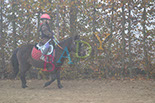 Badyhoeve is een terrein dat tot 3kinderen en hun pony's met de hond Djackson behoort.