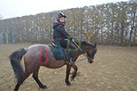 Badyhoeve is een terrein dat tot 3kinderen en hun pony's met de hond Djackson behoort.