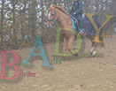 Badyhoeve is een terrein dat tot 3kinderen en hun pony's met de hond Djackson behoort.