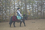Badyhoeve is een terrein dat tot 3kinderen en hun pony's met de hond Djackson behoort.