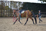 Badyhoeve is een terrein dat tot 3kinderen en hun pony's met de hond Djackson behoort.