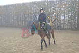 Badyhoeve is een terrein dat tot 3kinderen en hun pony's met de hond Djackson behoort.