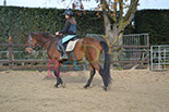 Badyhoeve is een terrein dat tot 3kinderen en hun pony's met de hond Djackson behoort.