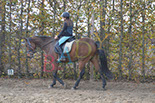 Badyhoeve is een terrein dat tot 3kinderen en hun pony's met de hond Djackson behoort.