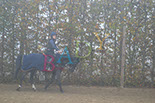 Badyhoeve is een terrein dat tot 3kinderen en hun pony's met de hond Djackson behoort.