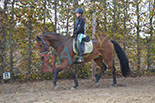 Badyhoeve is een terrein dat tot 3kinderen en hun pony's met de hond Djackson behoort.