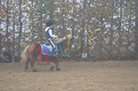 Badyhoeve is een terrein dat tot 3kinderen en hun pony's met de hond Djackson behoort.