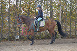 Badyhoeve is een terrein dat tot 3kinderen en hun pony's met de hond Djackson behoort.
