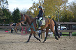 Badyhoeve is een terrein dat tot 3kinderen en hun pony's met de hond Djackson behoort.