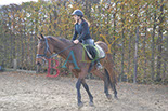Badyhoeve is een terrein dat tot 3kinderen en hun pony's met de hond Djackson behoort.
