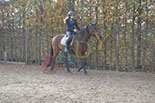 Badyhoeve is een terrein dat tot 3kinderen en hun pony's met de hond Djackson behoort.