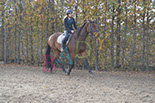 Badyhoeve is een terrein dat tot 3kinderen en hun pony's met de hond Djackson behoort.