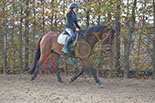 Badyhoeve is een terrein dat tot 3kinderen en hun pony's met de hond Djackson behoort.