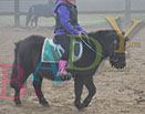 Badyhoeve is een terrein dat tot 3kinderen en hun pony's met de hond Djackson behoort.