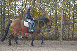 Badyhoeve is een terrein dat tot 3kinderen en hun pony's met de hond Djackson behoort.