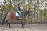 Badyhoeve is een terrein dat tot 3kinderen en hun pony's met de hond Djackson behoort.