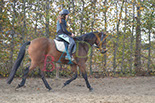 Badyhoeve is een terrein dat tot 3kinderen en hun pony's met de hond Djackson behoort.