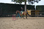 Badyhoeve is een terrein dat tot 3kinderen en hun pony's met de hond Djackson behoort.