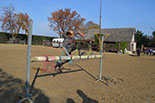 Badyhoeve is een terrein dat tot 3kinderen en hun pony's met de hond Djackson behoort.