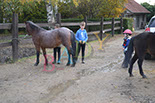 Badyhoeve is een terrein dat tot 3kinderen en hun pony's met de hond Djackson behoort.