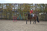 Badyhoeve is een terrein dat tot 3kinderen en hun pony's met de hond Djackson behoort.