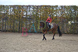 Badyhoeve is een terrein dat tot 3kinderen en hun pony's met de hond Djackson behoort.