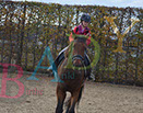 Badyhoeve is een terrein dat tot 3kinderen en hun pony's met de hond Djackson behoort.