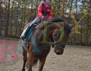 Badyhoeve is een terrein dat tot 3kinderen en hun pony's met de hond Djackson behoort.