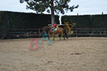 Badyhoeve is een terrein dat tot 3kinderen en hun pony's met de hond Djackson behoort.